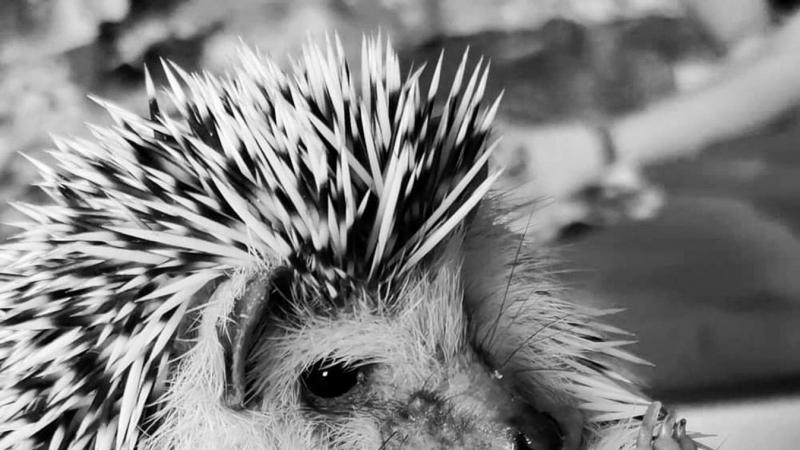 A Rippl-Rónai Múzeum szívből búcsúzik egykori 