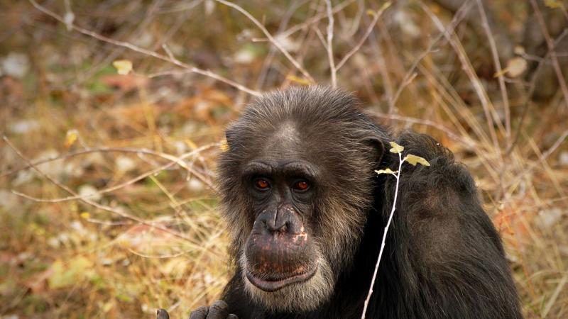 Elindult egy különleges közösségi kezdeményezés a pécsi állatkert csimpánzainak megsegítésére!