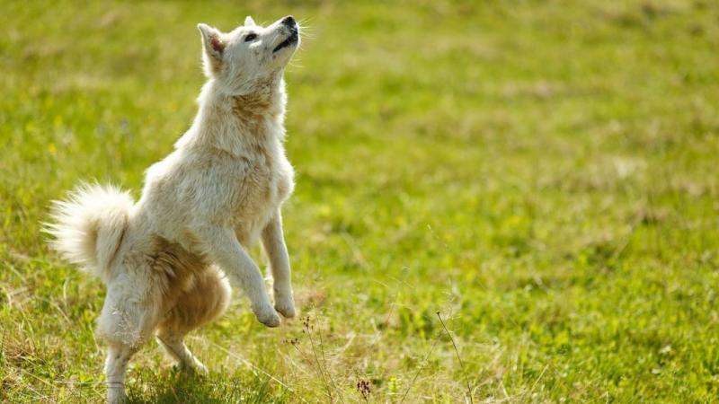 Melyik kutyafajta lehet a szaglás világbajnoka? Magyar kutatók izgalmas felfedezései!