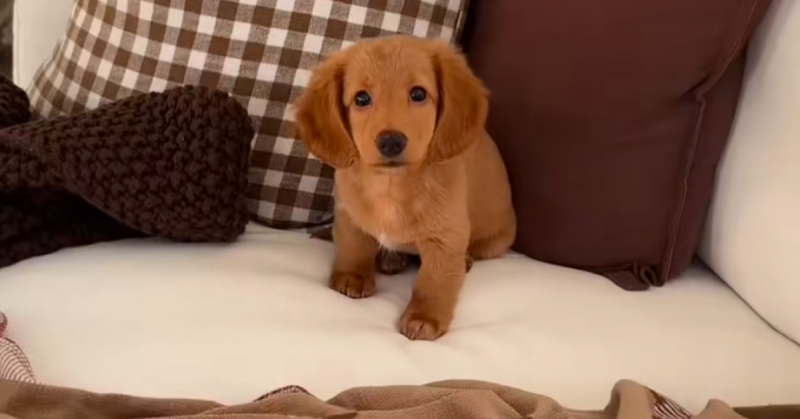 Ma igazán különleges napja van az édes kis tacskónak! Ám egy apró, de annál zűrösebb dolog mégis megnehezíti a vidám pillanatait - nézd meg a videót, hogy megtudd, mi történik!