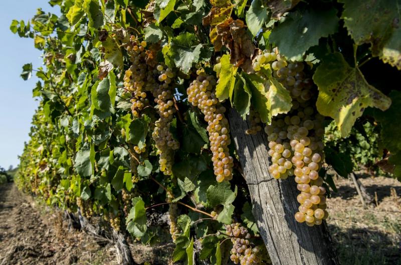 A tokaji borvidéket is sújtotta a szőlővész, amely már számos más régióban is pusztítást végzett.