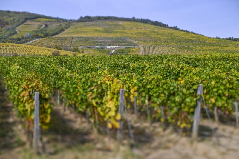 Szomorú értesülés: a Tokaji borvidéken is felütötte a fejét a szőlőt sújtó aranyszínű sárgaság. | szmo.hu