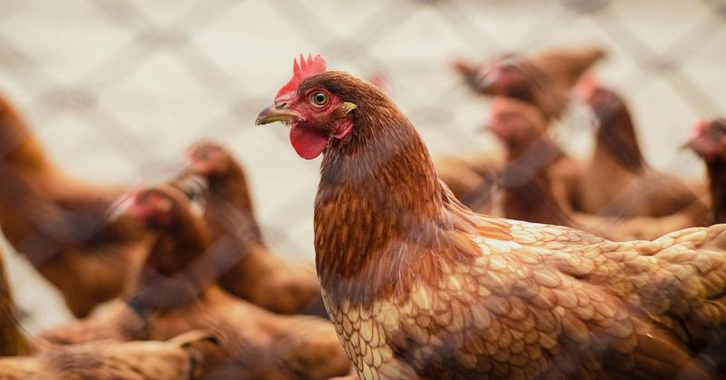 Németországban felütötte a fejét a madárinfluenza, és a helyzet gyorsan feszültté vált. A hatóságok sürgősen intézkedéseket hoztak, hogy megakadályozzák a vírus terjedését, és védjék a baromfiállományt. A helyi gazdák figyelmét felhívták a megelőző intézk