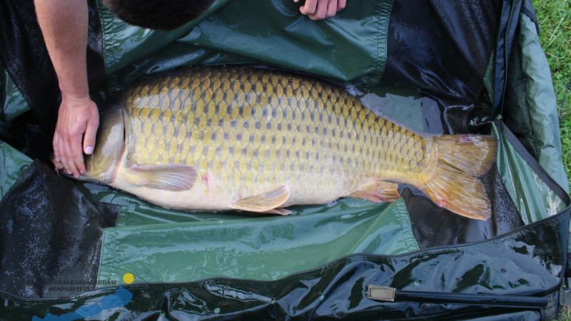 A karácsonyi időszakban a ponty és a harcsa ára jelentősen változhat. Az ünnepi asztal tipikus fogásai között emlegetett ponty ára a kereslet és a kínálat függvényében alakul, de általában a halpiacok kínálatának csúcsidőszakában, mint az ünnepek, a költs