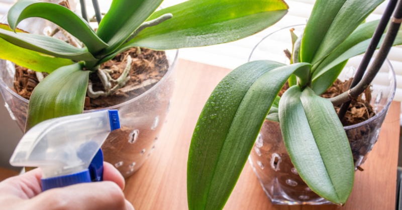 Kínálj egy csésze teát az orchideádnak! Az élmény igazán lenyűgöző lesz!